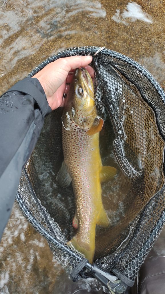 une belle truite pêchée sur la Sioule en Auvergne